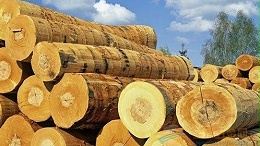 黄岛口岸2017年进口木材572万方创下历史新高