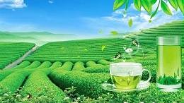 上海茶叶进口报关代理需要哪些单证资料？进口流程是怎样的？