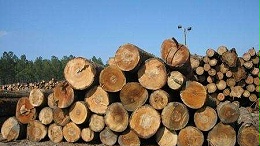 进口木材不知如何清关，东莞木材进口报关公司来解答